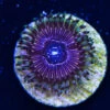 WWC Superstar Zoanthids -Coral Shop WWC superstar zoanthid