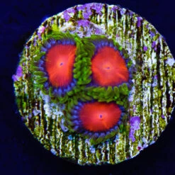 Yellow Brick Road Zoanthids