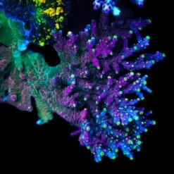 WWC Kobe Bean Acropora -Coral Shop al2vz79l d0e082fa 9d3c 4845 adc5 e24d68d6820e