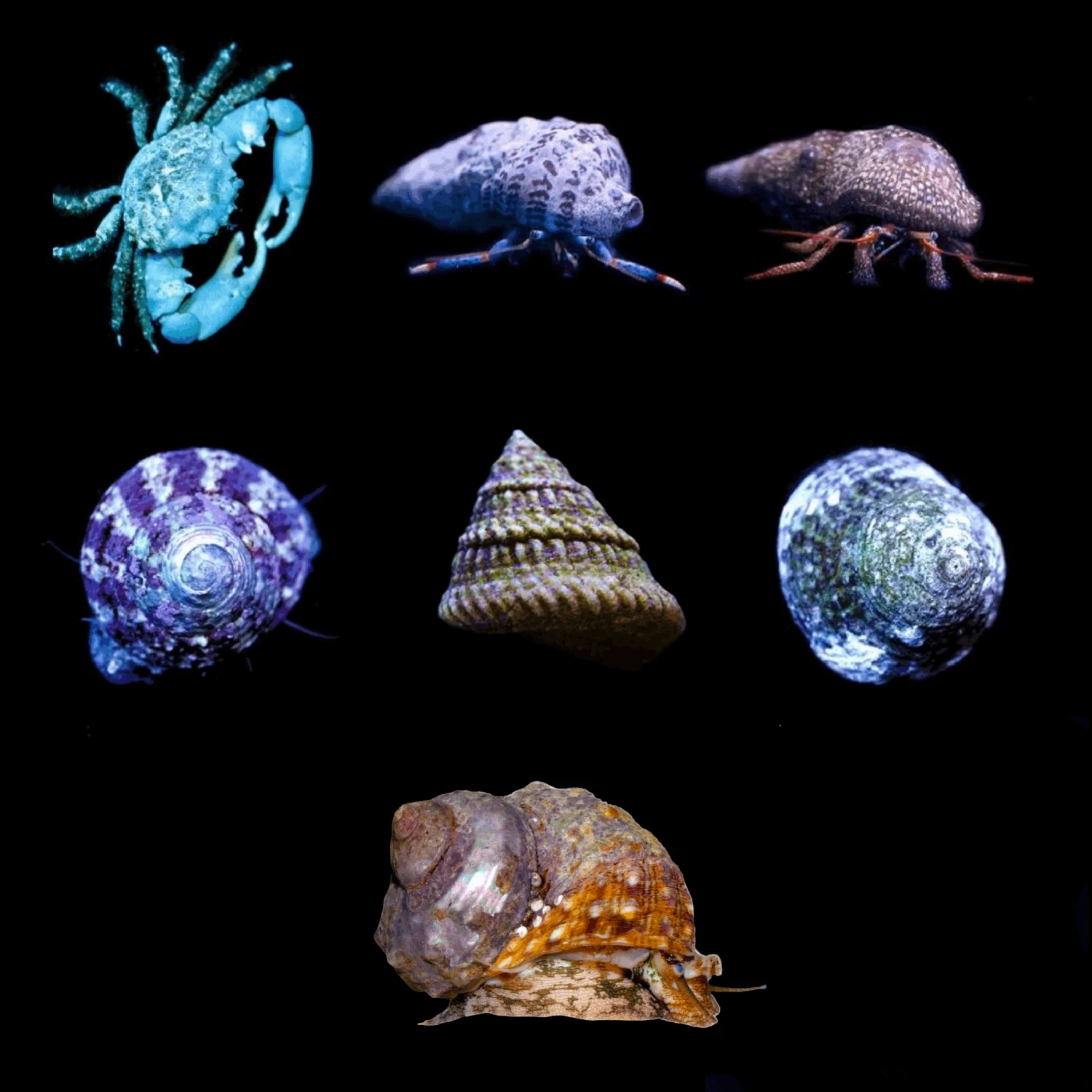 Algae Destroyer Clean Up Crew Invert Pack 4 Algae Destroyer Clean Up Crew Invert Pack - Image 2