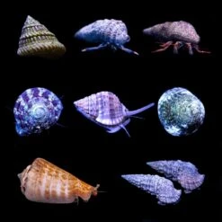 Coral Shop -Coral Shop clean up crew pack