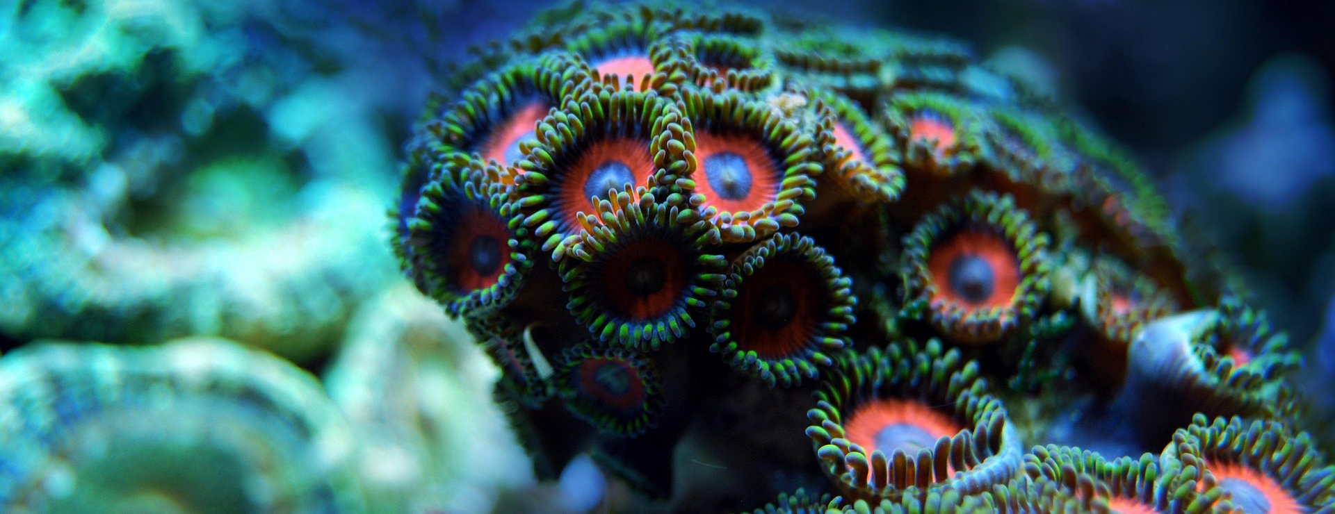 Coral Shop -Coral Shop coral 2694453 1920