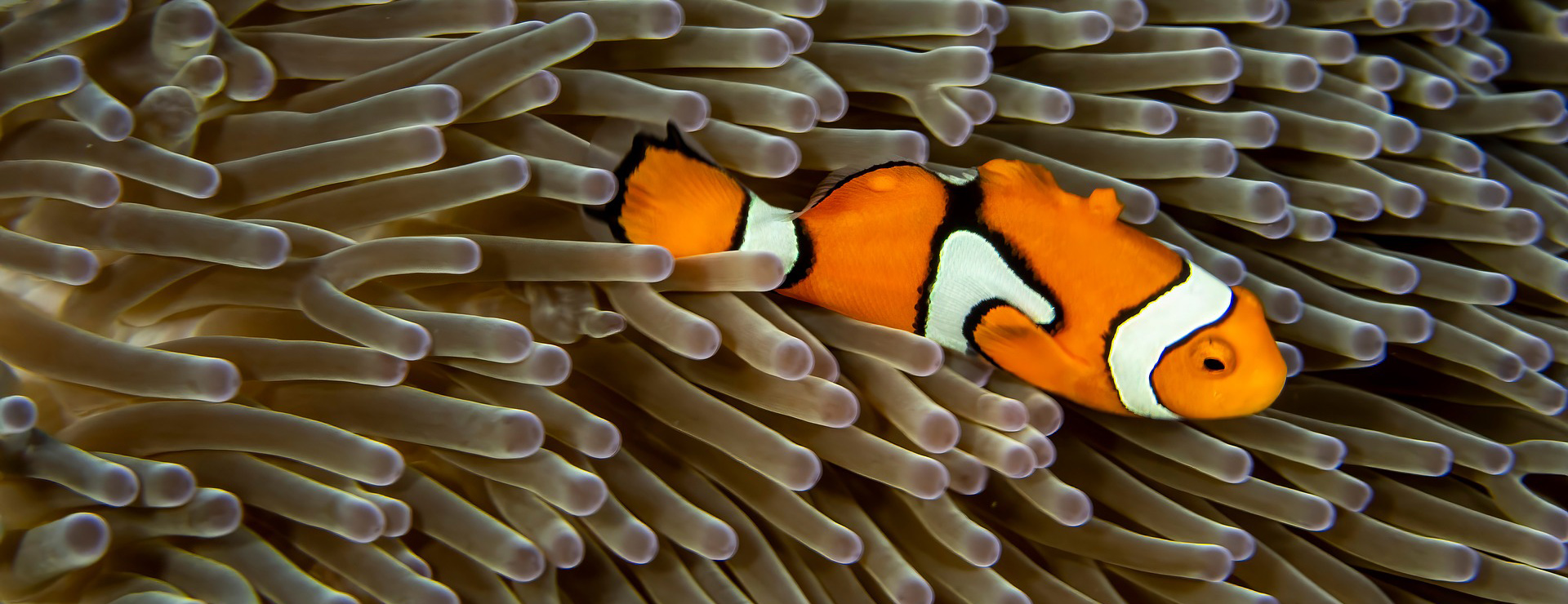 Coral Shop -Coral Shop fish 9382908 1920 1