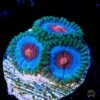 Jason Fox Poison Potion Zoanthids -Coral Shop jason fox poison potion zoanthid