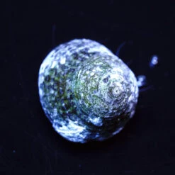 Coral Shop -Coral Shop margarita snail