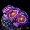 Mohawk Zoanthids -Coral Shop mohowk Zoanthid