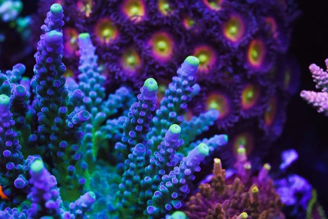 WWC Yellow Tips Austera Acropora 4 WWC Yellow Tips Austera Acropora - Image 2