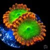 Oompa Loompa Zoanthids -Coral Shop oompa Loompa Zoanthid