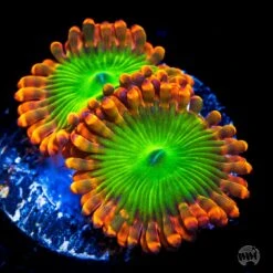 Oompa Loompa Zoanthids