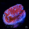 Superman Montipora Coral -Coral Shop superman montipora coral