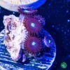 Tick Tac Zoanthids -Coral Shop tick Tac Zoanthids