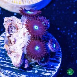 Tick Tac Zoanthids