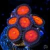 WWC Burning Mans Zoanthids -Coral Shop wwc Burning man zoanthid