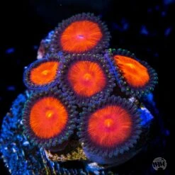 WWC Burning Mans Zoanthids
