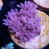 WWC Pulsing Xenia Coral -Coral Shop wwc Pulsing xenia
