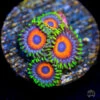 WWC Whammin Watermelon Zoanthids -Coral Shop wwc Whammin Watermelon Zoanthids
