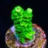 WWC Aussie Toxic Slimer Acropora -Coral Shop wwc aussie slimmer acropora
