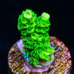 WWC Aussie Toxic Slimer Acropora