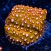 WWC Butterscotch Cyphastrea Coral -Coral Shop wwc butterscotch cyphastrea