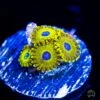 WWC Canary Island Zoanthids -Coral Shop wwc canary island zoanthid