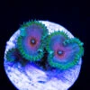 WWC Captain America Palythoas -Coral Shop wwc captain america palythoas