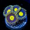 WWC Crazy Kimchi Zoanthids -Coral Shop wwc crazy kimchi zoanthid