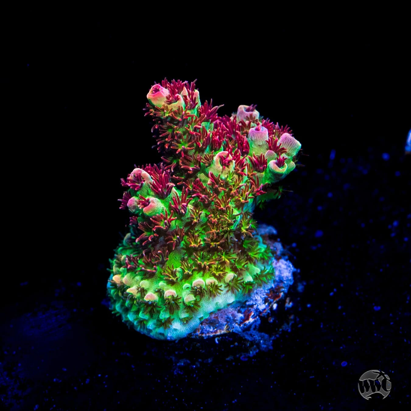 WWC Dirty Love Dreams Acropora 3 WWC Dirty Love Dreams Acropora
