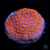 WWC Dizzy Spell Montipora -Coral Shop wwc dizzy spell monti