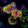 WWC Emerald Grandis Palythoa -Coral Shop wwc emerald grandis paly