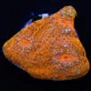 WWC Fanta Chalice Coral -Coral Shop wwc fanta chalice
