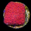 WWC Fire Blast Micro Goniopora Coral -Coral Shop wwc fireblast micro goniopora