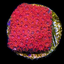 WWC Fire Blast Micro Goniopora Coral