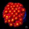 WWC Fruit Loopz Micro Goniopora Coral -Coral Shop wwc fruitloopz micro goniopora