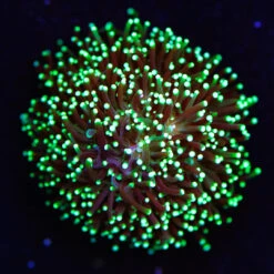 WWC Goblin Galaxea Coral