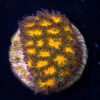 WWC Honeycomb Leptastrea Coral -Coral Shop wwc honeycomb leptastrea