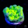 WWC Lucky Charmz Montipora Coral -Coral Shop wwc lucky charms montipora