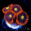 WWC Mandarin Monster Zoanthids -Coral Shop wwc manderine monster zoanthid