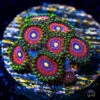 WWC Mini Me Zoanthids -Coral Shop wwc mini me zoanthid