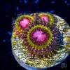 WWC Pink Krakatoa Zoanthids -Coral Shop wwc pink krakatoa