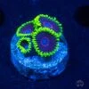 WWC Purple Hearts Zoanthids -Coral Shop wwc pruple hearts zoanthid