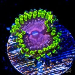 WWC Purple Monsters Zoanthids