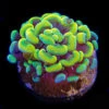 WWC Rainbow Branching Hammer -Coral Shop wwc rainbow branching hammer