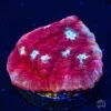 WWC Scarlet Ninja Chalice Coral -Coral Shop wwc scarlet ninja chalice