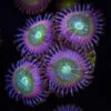 WWC Serenity Zoanthids -Coral Shop wwc serenity zoanthid
