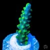 WWC Solomon Split Acropora -Coral Shop wwc solomon split acropora