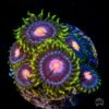 WWC Sweet Tooth Zoanthids -Coral Shop wwc sweet tooth zoanthid