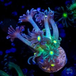 WWC Witches Finger Goniopora