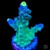 WWC Yellow Tips Austera Acropora -Coral Shop wwc yellowt tip austera acropora