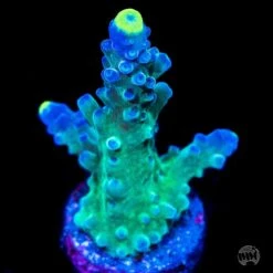 WWC Yellow Tips Austera Acropora