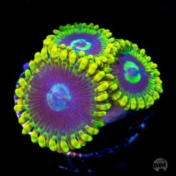 Yodaz Zoanthids